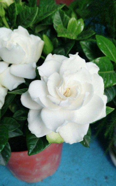 盆栽栀子花怎么养护