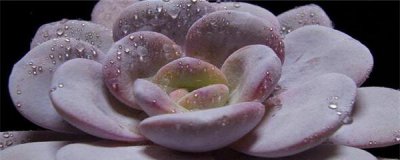雪莲多肉好养吗 多肉植物的养护技巧