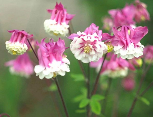 耧斗花种子怎么播种