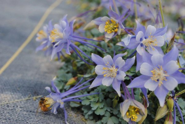 耧斗花种子怎么播种