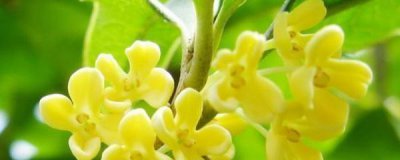 盆栽桂花树怎么养殖 盆栽桂花树种植技术