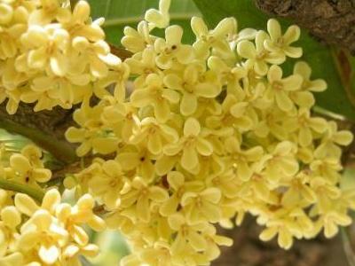 盆栽桂花树怎么养殖