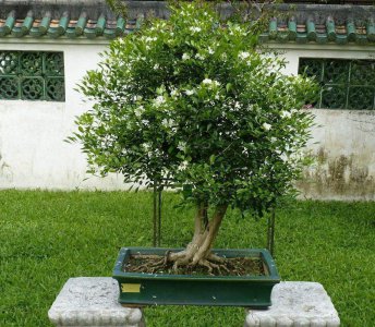 九里香盆景怎么养开花 九里香盆景养护小窍门