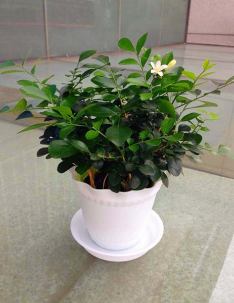 九里香盆景怎么养开花