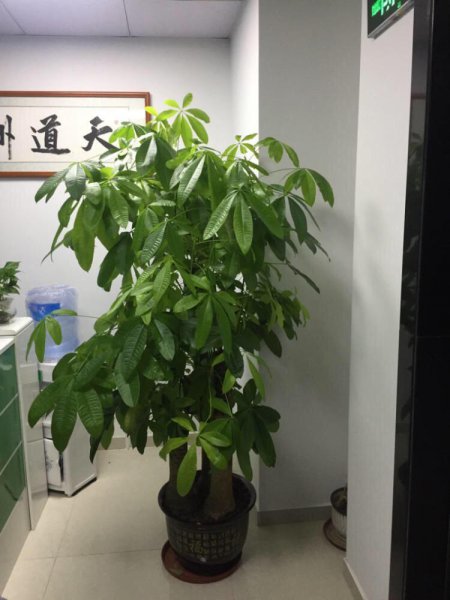 发财树怎么养浇水好