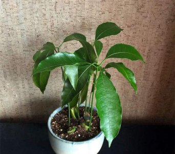 芒果种子怎么发芽种植 盆栽芒果树的种植与养护