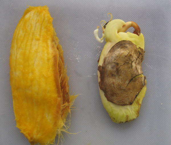 芒果种子怎么发芽种植