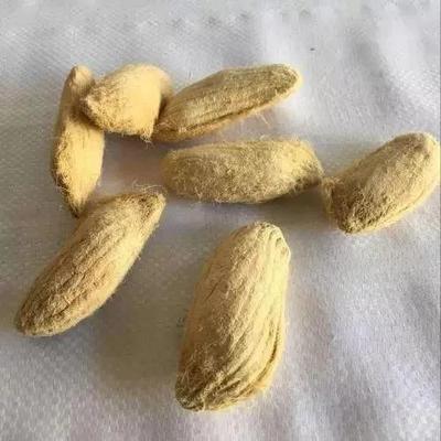 芒果种子怎么发芽种植
