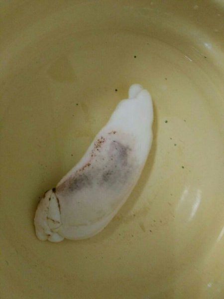 芒果种子怎么发芽种植
