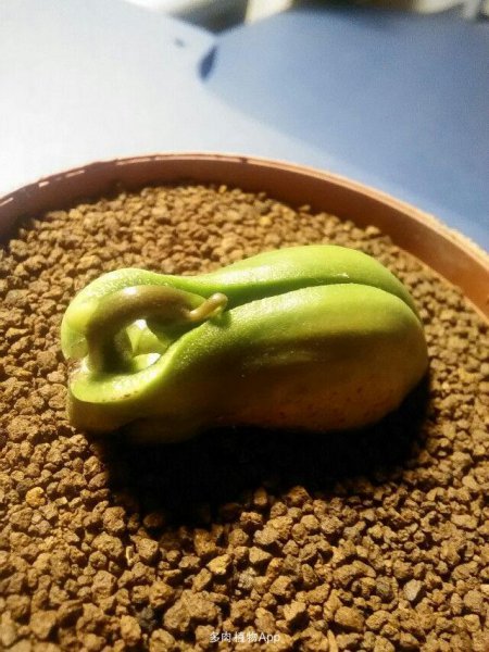 芒果种子怎么发芽种植