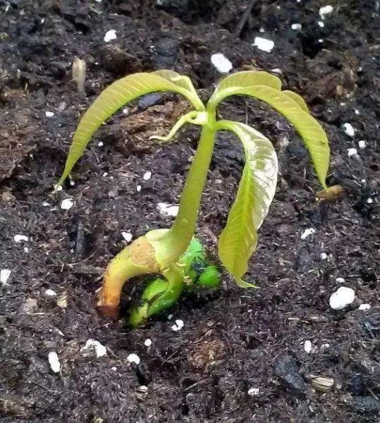 芒果种子怎么发芽种植