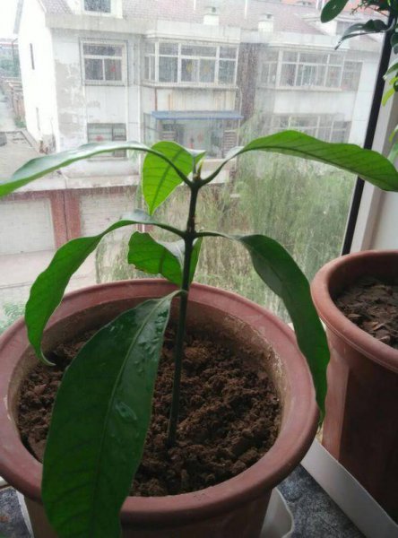 芒果种子怎么发芽种植