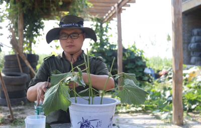 花盆葡萄树怎么栽种 盆栽葡萄种植技术与管理