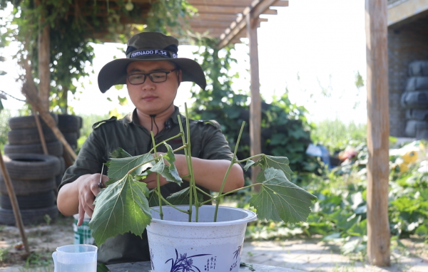花盆葡萄树怎么栽种