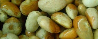 菠萝蜜怎么种才能结果 菠萝蜜的种植与管理