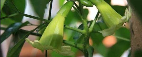 幸福树适合在哪里养