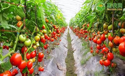 番茄怎么种才能结果 番茄栽培技术要点