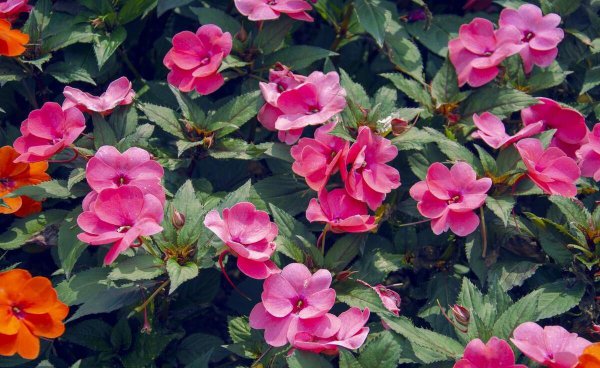 凤仙花如何播种