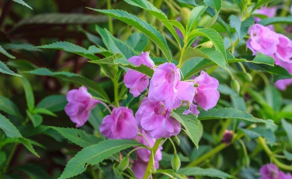凤仙花如何播种