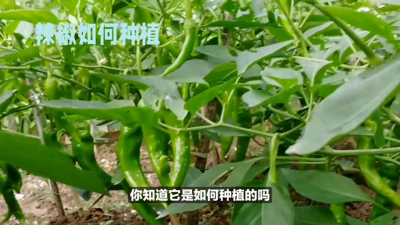怎样种辣椒才能高产 辣椒高产种植技术大全