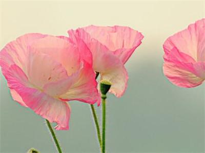 虞美人怎么种植和养护