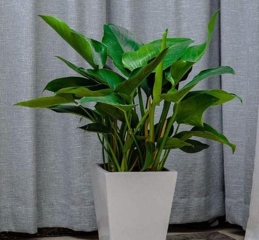 金钻植物怎么养护和浇水