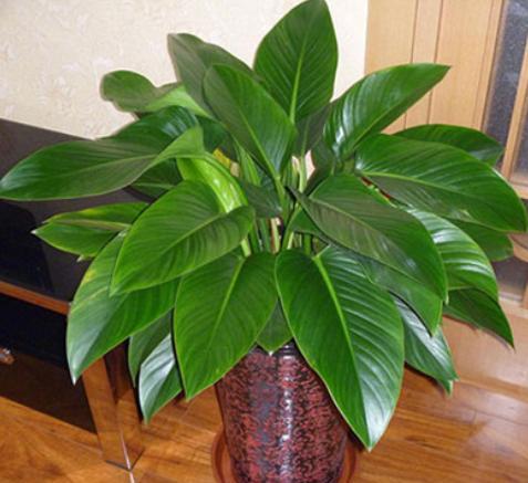金钻植物怎么养护和浇水