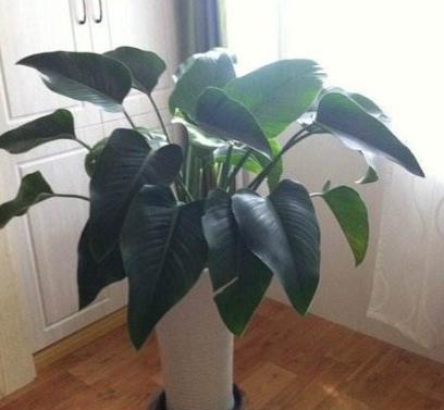 金钻植物怎么养护和浇水