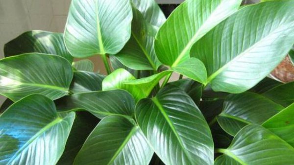金钻植物怎么养护和浇水