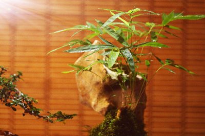 室内盆栽竹子怎么养 竹子盆景的日常养护