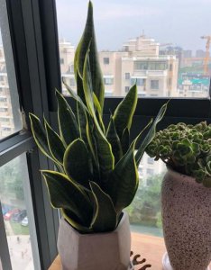 虎尾兰怎么养才能更旺盛 虎尾兰盆栽的养护知识