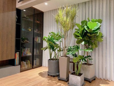 家里适合养什么花 客厅十大绿植排名