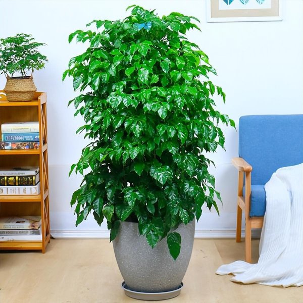 家里适合养什么花