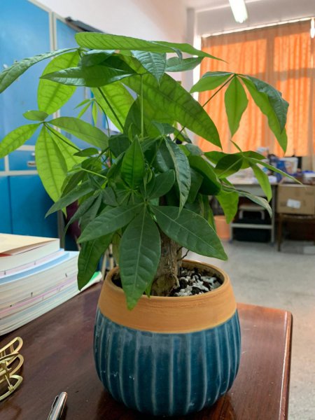 家里适合养什么花