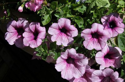 牵?；ㄈ绾沃种埠脱?盆栽牵?；ǖ难ぶ?/></i><h2>牵牛花如何种植和养护 盆栽牵?；ǖ难ぶ?/h2><p>今天为大家介绍牵牛花如何种植和养护和盆栽牵?；ǖ难ぶ兜难ㄐ≈?，接下来本站小编为大家介绍。牵?；ㄊ且恢稚Ψ浅Ｍ缜康幕?，花色五彩</p></a></li>
          </ul>
        </div>
      </div>
    </div>
    <div   id=