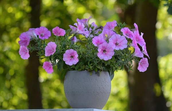 牵牛花如何种植和养护