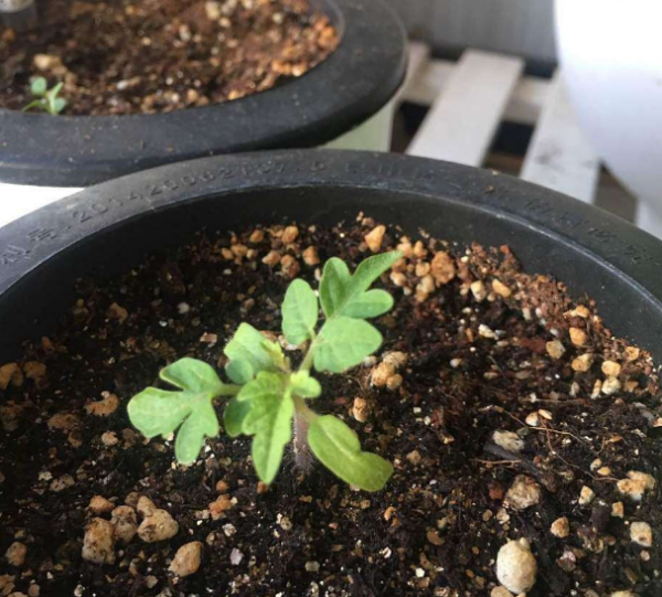 小西红柿怎么种植盆栽
