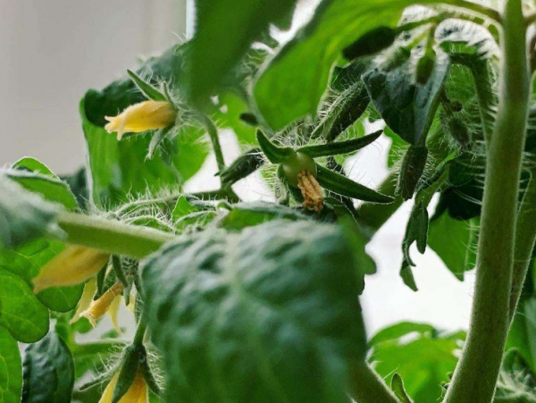 小西红柿怎么种植盆栽