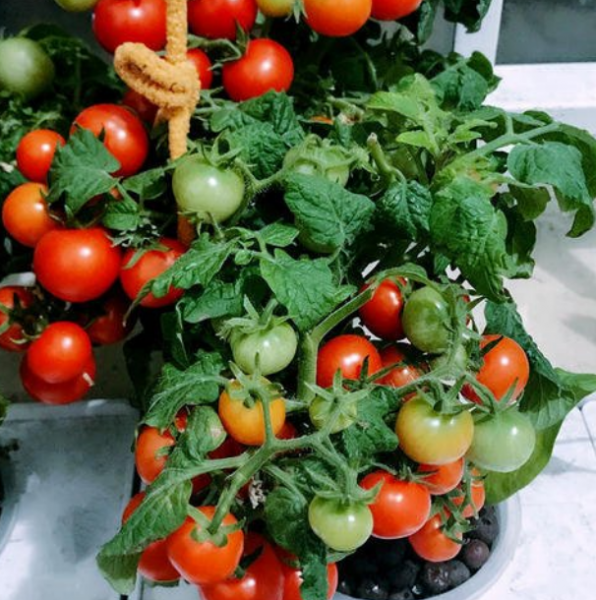 小西红柿怎么种植盆栽