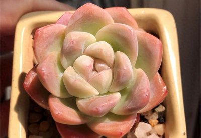 哪种多肉比较名贵 六大名贵多肉植物排名