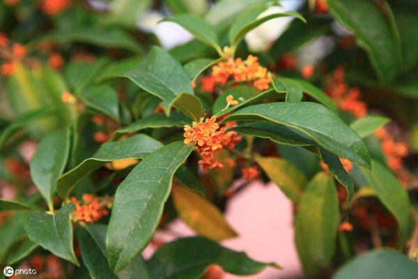 四季桂花树怎么养才长得好