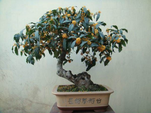 四季桂花树怎么养才长得好