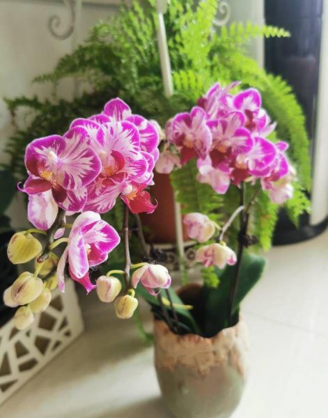 盆栽蝴蝶兰怎么养