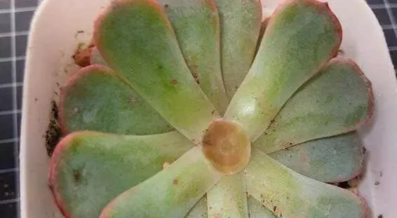 多肉植物怎么养才又大又肥