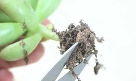 多肉植物怎么养才又大又肥