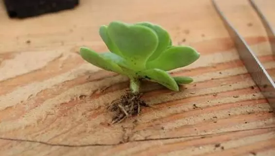 多肉植物怎么养才又大又肥