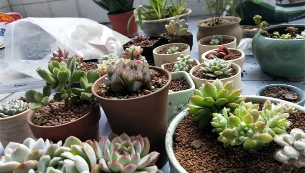 多肉植物怎么养才又大又肥