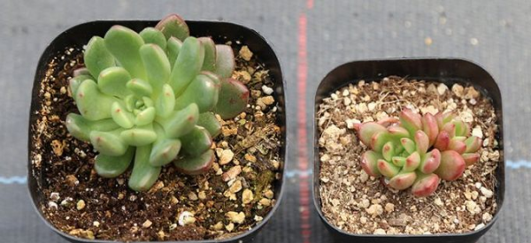 多肉植物怎么养才又大又肥