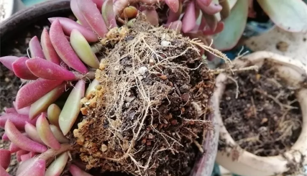 多肉植物怎么养才又大又肥