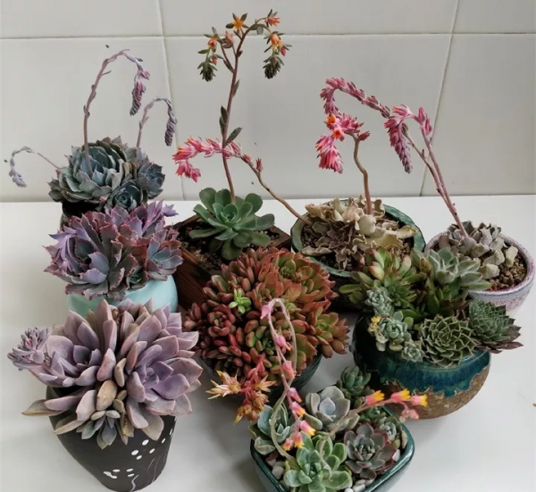 多肉植物怎么养才又大又肥